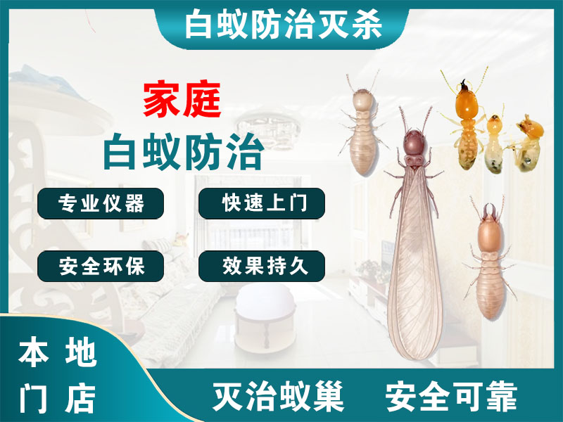 金湖家庭白蚁防治