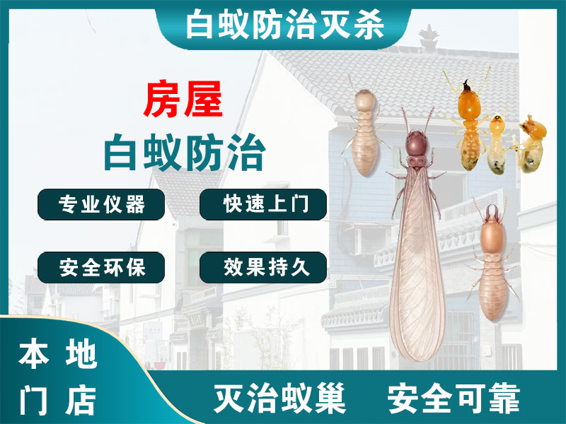 金湖房屋白蚁防治